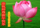 法轮功,山东大法弟子恭祝师尊元旦快乐(29条)
