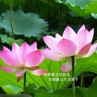 法轮功,河南大法弟子恭祝师尊元旦快乐(23条)
