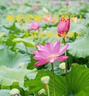 Published on 1/1/2014 ���ֹ�,��½�󷨵��ӹ�ףʦ��Ԫ������(43��)
