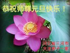 ֹ,ȷ󷨵ӹףʦԪ(21)
