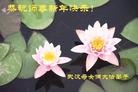 ֹ,人󷨵ӹףʦԪ(31)
