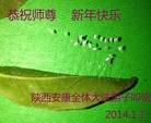 法轮功,西安大法弟子恭祝师尊元旦快乐(17条)
