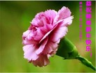 ֹ,󷨵ӹףʦԪ(15)
