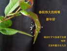 Published on 2/13/2013 ֹ,½󷨵ӹףʦ֣36
