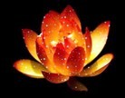 法轮功,大陆大法弟子恭祝师尊新年好（45条）
