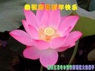 ֹ,½󷨵ӹףʦã45
