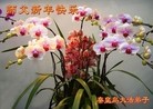法轮功,大陆大法弟子恭祝师尊新年好（45条）
