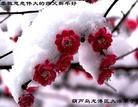 法轮功,大陆大法弟子恭祝师尊新年好（45条）
