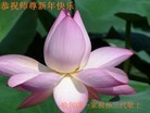 ֹ,½󷨵ӹףʦã45
