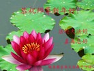 法轮功,辽宁大法弟子恭祝师尊新年好(24条)
