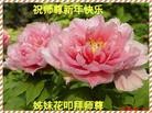 法轮功,内蒙古大法弟子恭祝师尊新年快乐（26条）
