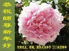 法轮功,河南大法弟子恭祝师尊新年快乐（19条）
