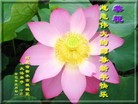 法轮功,河北大法弟子恭祝师尊新年快乐（26条）
