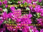 法轮功,哈尔滨大法弟子恭祝师尊新年快乐(19条)
