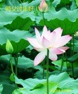ֹ,ӱ󷨵ӹףʦ(26)
