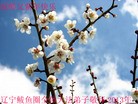 ֹ,󷨵ӹףʦ(24)
