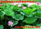 法轮功,湖南大法弟子恭祝师尊新年快乐(23条)
