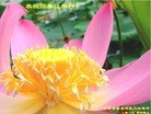 ֹ,󷨵ӹףʦã40
