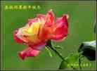 Published on 2/13/2013 ֹ,ϵͳ󷨵ӹףʦã46
