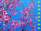 法轮功,重庆大法弟子恭祝师尊过年好(22条)
