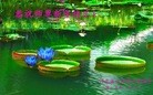 法轮功,廊坊大法弟子恭祝师尊新年好（20条）
