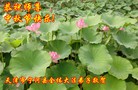 ֹ,½󷨵ӹףʦ(33)
