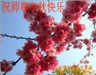 法轮功,云南大法弟子恭祝师尊中秋好(22条)
