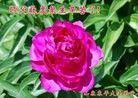 ֹ,½󷨵ӹףʦ(33)
