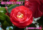 ֹ,ʴ󷨵ӹףʦ(15)
