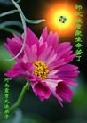 法轮功,河南大法弟子恭祝师尊中秋好(22条)
