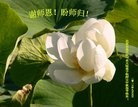 法轮功,北京大法弟子恭祝师尊中秋好(26条)
