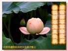 ֹ,½󷨵ӹףʦ(50)
