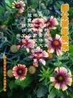 ֹ,½󷨵ӹףʦ(32)
