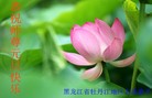 ֹ,½󷨵ӹףʦ(43)
