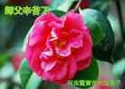 法轮功,河南大法弟子恭祝师尊新年好（21条）
