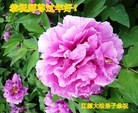 ֹ,ʡ󷨵ӹףʦ(27)
