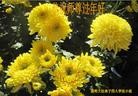 法轮功,云南大法弟子恭祝师尊新年快乐（19条）
