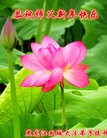 ֹ,󷨵ӹףʦ(25)
