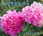 法轮功,北京大法弟子恭祝师尊新年快乐(24条)
