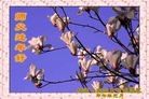 法轮功,山东大法弟子恭祝师尊新年快乐(28条)
