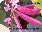 ֹ,󷨵ӹףʦ(25)
