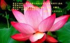 法轮功,重庆大法弟子恭祝师尊新年快乐(26条)
