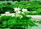 法轮功,重庆大法弟子恭祝师尊新年快乐(26条)
