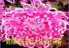 法轮功,内蒙古大法弟子恭祝师尊新年快乐(20条)
