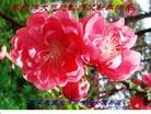 ֹ,󷨵ӹףʦ(28)
