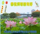 法轮功,内蒙古大法弟子恭祝师尊新年快乐(20条)
