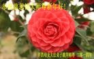 法轮功,河南大法弟子恭祝师尊新年快乐(26条)
