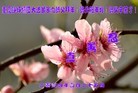 法轮功,重庆大法弟子恭祝师尊新年快乐(26条)
