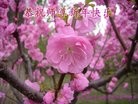 法轮功,北京大法弟子恭祝师尊新年快乐(28条)
