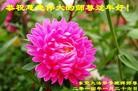 ֹ,㶫󷨵ӹףʦ(31)
